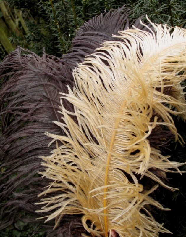 Straußenfedern ca. 50-60cm de Luxe