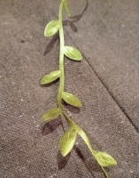 Elfen Borte Blätter 25mm